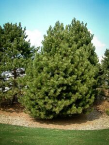 Сосна Чёрная (Pinus Nigra) купить по цене от 270.00р. в интернет-магазине «Посадика» с доставкой почтой в в Арзамасе и по всей России – [изображение №1].