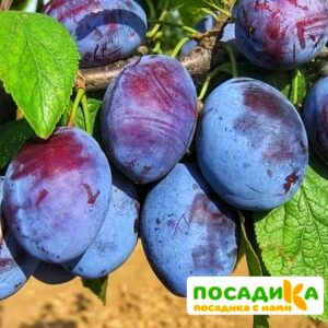 Слива Чачакская ранняя купить по цене от 229.00р. в интернет-магазине «Посадика» с доставкой почтой в в Арзамасе и по всей России – [изображение №1].