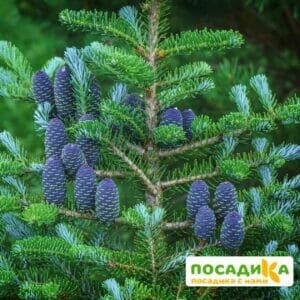 Пихта корейская (Abies koreana) купить по цене от 450.00р. в интернет-магазине «Посадика» с доставкой почтой в в Арзамасе и по всей России – [изображение №1].