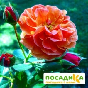 Роза Арабия купить по цене от 350.00р. в интернет-магазине «Посадика» с доставкой почтой в в Арзамасе и по всей России – [изображение №1].