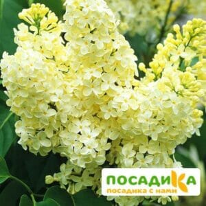 Сирень Примроуз (Primrose) купить по цене от 529.00р. в интернет-магазине «Посадика» с доставкой почтой в в Арзамасе и по всей России – [изображение №1].