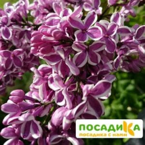 Сирень Сенсация купить по цене от 529.00р. в интернет-магазине «Посадика» с доставкой почтой в в Арзамасе и по всей России – [изображение №1].