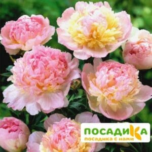 Пион Распберри Сандей (Paeonia Raspberry Sundae) купить по цене от 959р. в интернет-магазине «Посадика» с доставкой почтой в в Арзамасе и по всей России – [изображение №1].