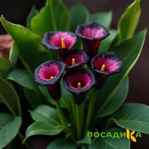 Калла Аура Лейс купить по цене от 400р. в интернет-магазине «Посадика» с доставкой почтой в в Арзамасе и по всей России – [изображение №1].