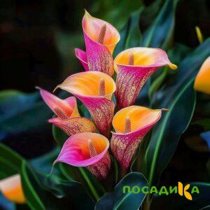 Калла Оникс купить по цене от 450р. в интернет-магазине «Посадика» с доставкой почтой в в Арзамасе и по всей России – [изображение №1].