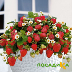 Клубника Рубиновый Шепот (горшечная) купить по цене от 240р. в интернет-магазине «Посадика» с доставкой почтой в в Арзамасе и по всей России – [изображение №1].