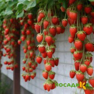 Клубника вьющаяся Комплимент купить по цене от 470р. в интернет-магазине «Посадика» с доставкой почтой в в Арзамасе и по всей России – [изображение №1].