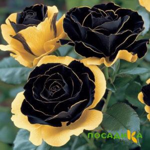 Роза Ханни Сикл купить по цене от 700р. в интернет-магазине «Посадика» с доставкой почтой в в Арзамасе и по всей России – [изображение №1].