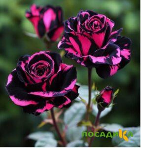 Роза Багровый Шепот купить по цене от 366р. в интернет-магазине «Посадика» с доставкой почтой в в Арзамасе и по всей России – [изображение №1].