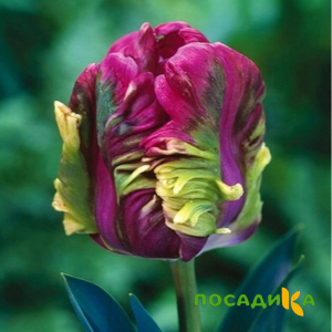 Тюльпан Экзотик Хэвен купить по цене от 186р. в интернет-магазине «Посадика» с доставкой почтой в в Арзамасе и по всей России – [изображение №1].