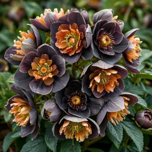 Морозник Блум Айс купить по цене от 499р. в интернет-магазине «Посадика» с доставкой почтой в в Арзамасе и по всей России – [изображение №1].